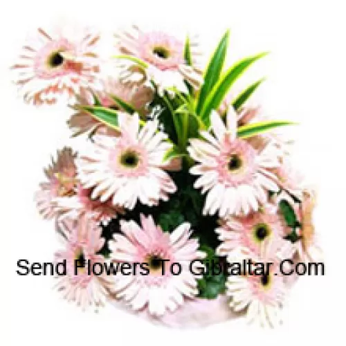 Panier de 15 Gerberas roses