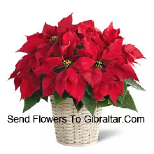 Una poinsettia alegre, colorida y duradera en una cesta. (Tenga en cuenta que nos reservamos el derecho de sustituir cualquier producto por un producto adecuado de igual valor en caso de no disponibilidad de cierto producto)