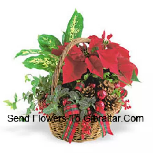 This long-lasting holiday planter features an assortment of hearty indoor green plants combined with a festive mini poinsettia and trimmed with pine cones and accents. (Please Note That We Reserve The Right To Substitute Any Product With A Suitable Product Of Equal Value In Case Of Non-Availability Of A Certain Product)